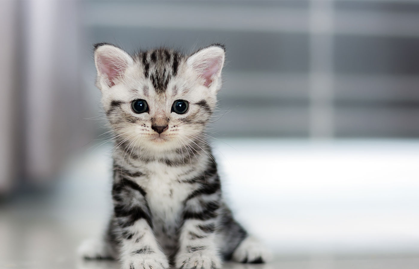 A small, gray and white tabby kitten with big blue eyes sits on a shiny floor, staring curiously at the camera. The background is blurred, with grey and white tones, highlighting the kitten's adorable features—perfectly capturing a moment that would make any veterinarian's heart melt.