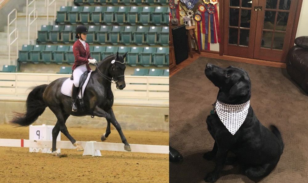 Left: A person in a red jacket and black helmet riding a black horse mid-stride in an arena, with empty seats in the background. Right: A black dog wearing a white bandana, sitting on a brown carpet indoors, with doors and ribbons behind; looking proud after a visit to the vet.