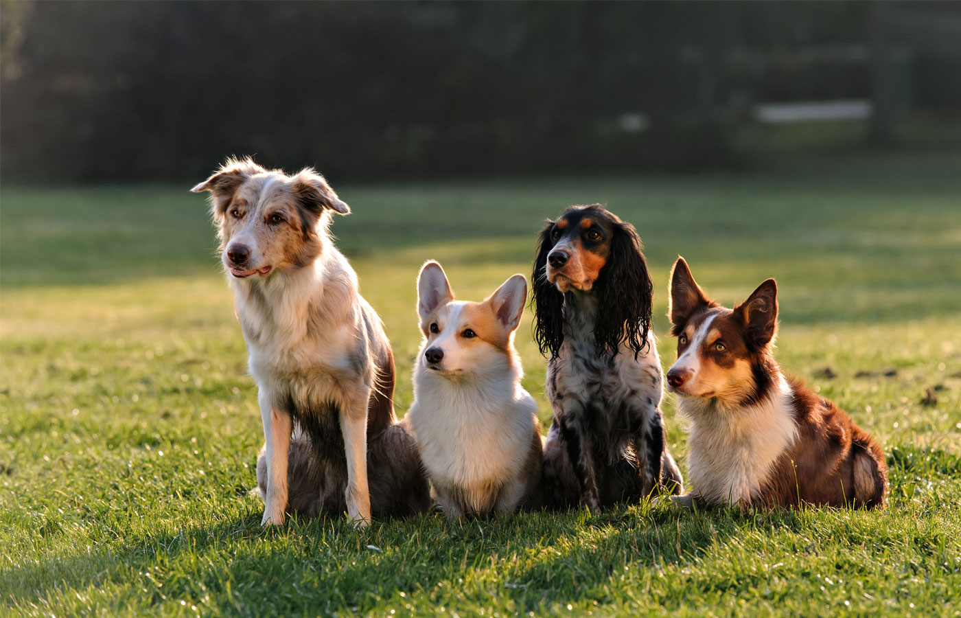 Four dogs of different breeds sit in a row on green grass. From left to right, there is an Australian Shepherd, a Corgi, a Cocker Spaniel, and another Australian Shepherd. They are looking attentively in various directions in a sunlit outdoor setting, as if waiting for their vet’s arrival.