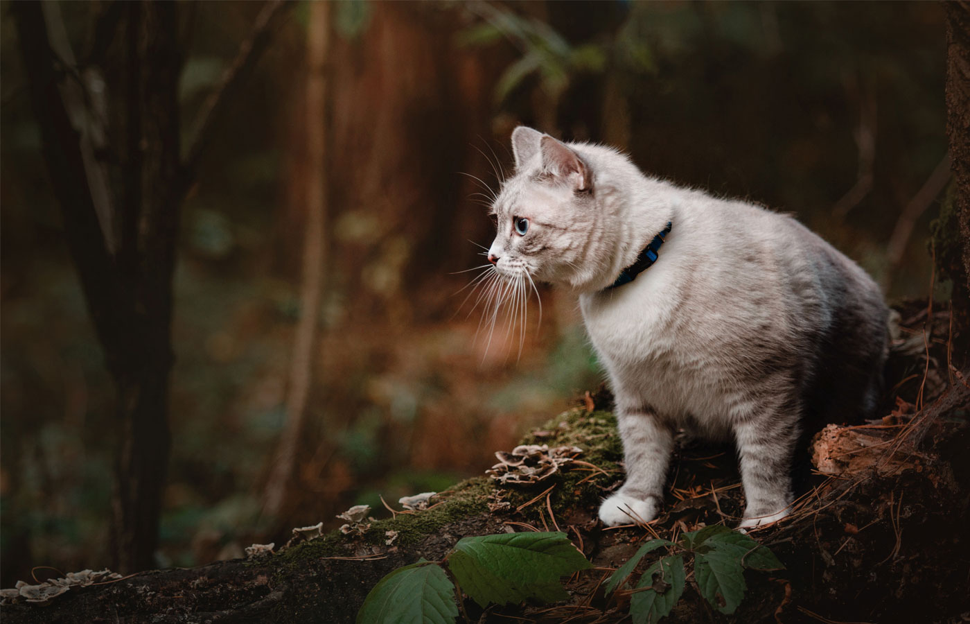 A light gray cat with blue eyes wearing a collar sits on a mossy log in a forest, likely after a check-up with the veterinarian. The cat is gazing intently to the left, surrounded by foliage and trees, with soft, warm sunlight filtering through the dense canopy.