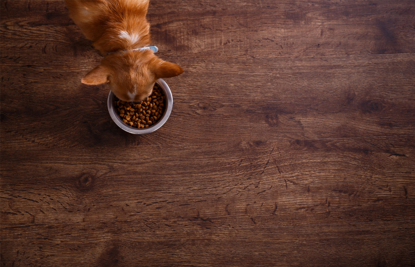 A small orange cat with a blue collar eats from a bowl of dry cat food on a wooden floor. The image is taken from above, showing the top of the cat's head and back, while the surrounding floor area is empty—perhaps recently tidied after a visit to the veterinarian.