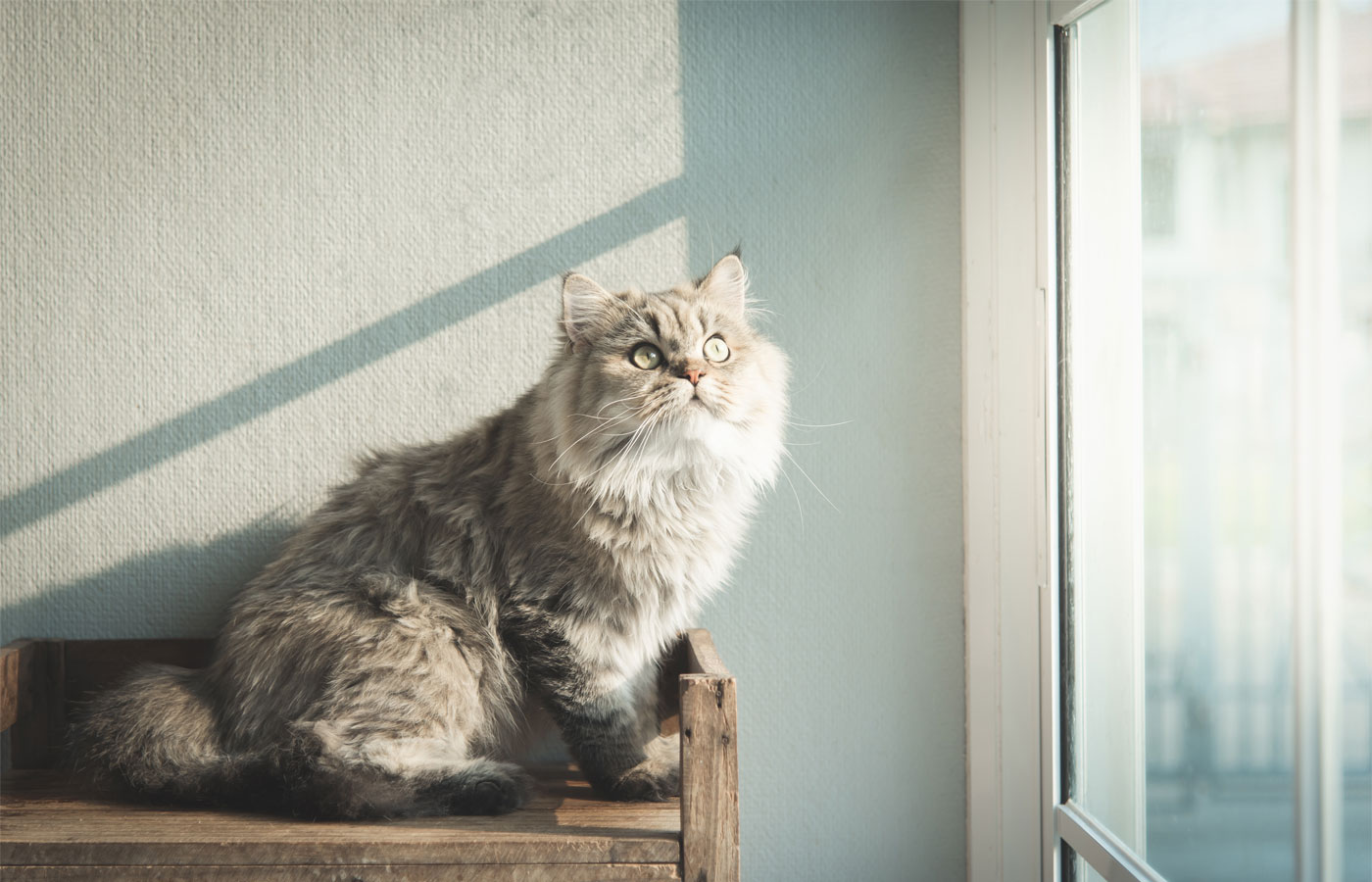 Fluffy gray and white long-haired cat sitting on a wooden shelf by a window, looking outside attentively with soft sunlight casting a shadow on the wall behind it, as if waiting for its next visit to the veterinarian.