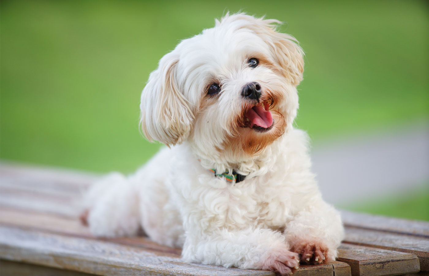 A small, fluffy white dog with a collar lies on a wooden bench outdoors. The dog has shaggy fur and a happy expression with its tongue sticking out, ears perked up, and bright eyes. Its recent visit to the vet clearly went well. The background is a blurred green area, indicating a park or garden setting.
