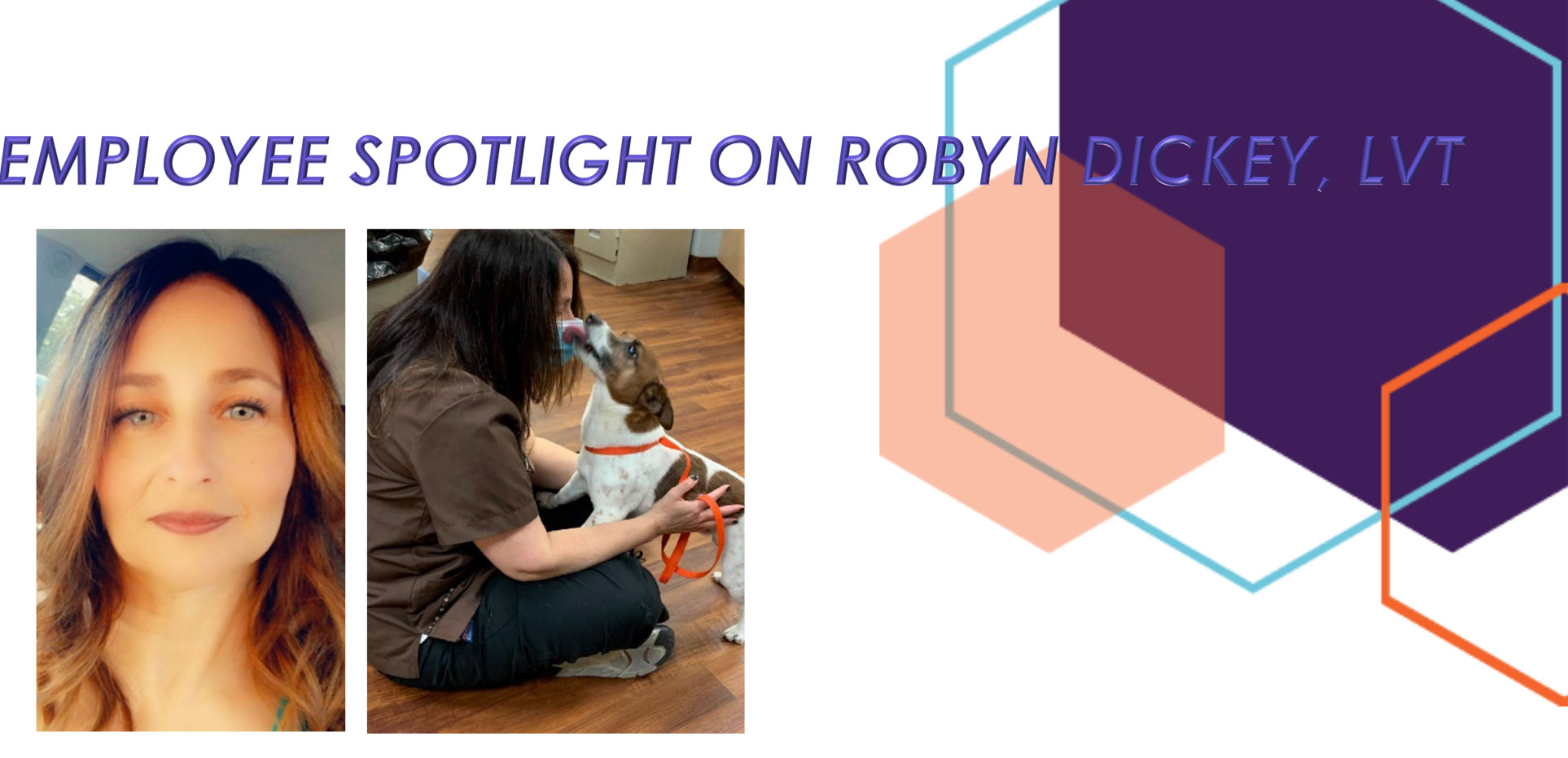 The image consists of two photos and a title. The title reads "Employee spotlight on Robyn Dickey, LVT." The first photo shows a woman with long curly hair, while the second photo captures her kneeling and interacting with a dog. Geometric shapes decorate the background, highlighting her dedicated work as a vet.