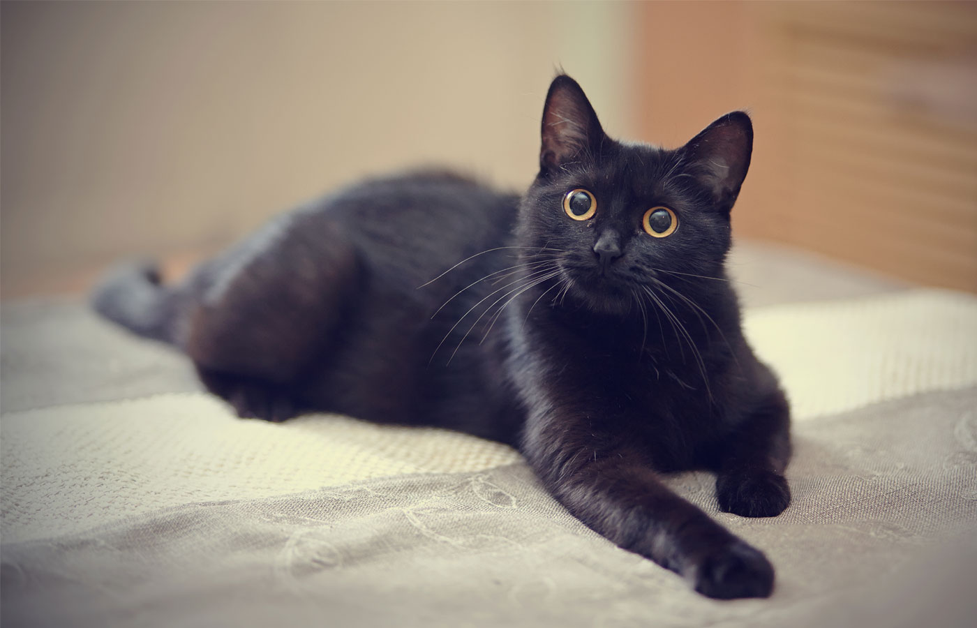 A black cat with bright yellow eyes is lying relaxed on a light-colored bedspread. Its ears are perked up, and it is looking attentively towards the camera. The background is slightly blurred, focusing attention on the cat, as if ready for a checkup at the vet.
