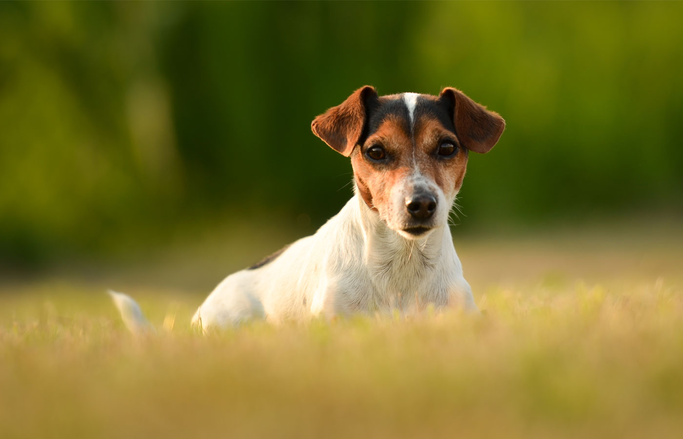 A small dog with a white and brown coat lies on a grassy field, looking directly at the camera with a curious expression. The background is blurred with lush green foliage, giving a warm and serene feel to the scene, reminiscent of a happy pup just after a visit to the veterinarian.