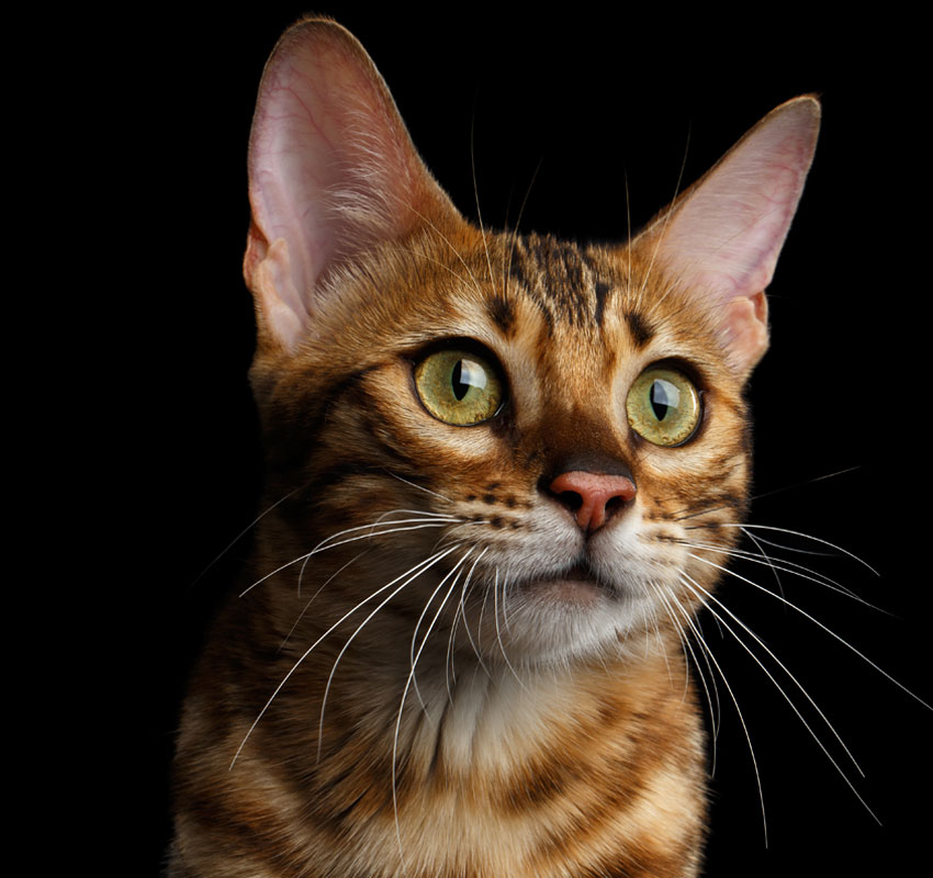 Close-up photograph of a Bengal cat with striking green eyes and a golden-brown coat with black spots and stripes. The cat’s ears are perked up, and its whiskers are prominently visible against a black background, showcasing the meticulous care given by its veterinarian.