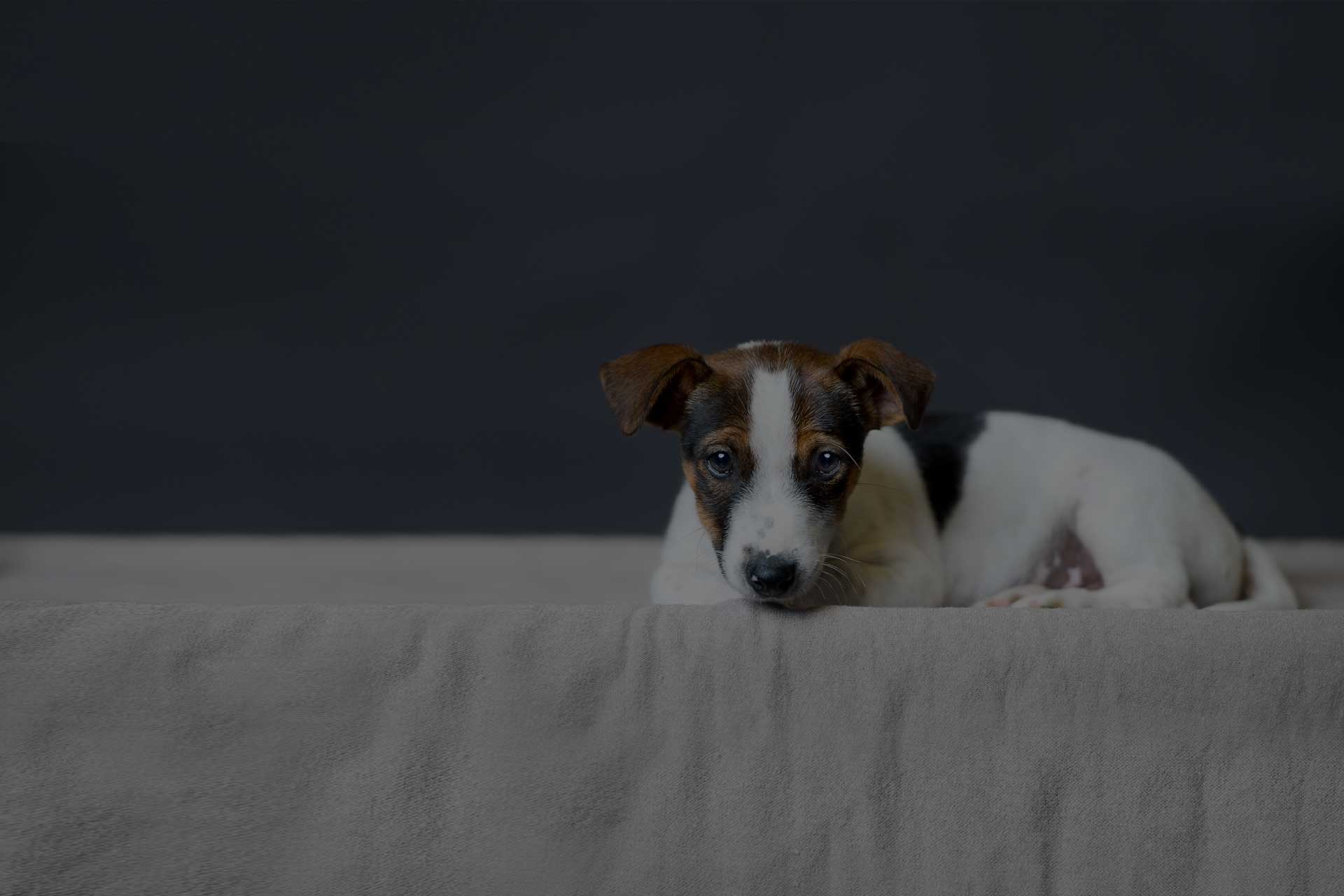 A small puppy with white fur and brown patches on its face and ears lies down on a beige blanket, looking directly at the camera with big, round eyes. Recently checked by a veterinarian, this little one is ready for a forever home. The background is a dark, solid color.