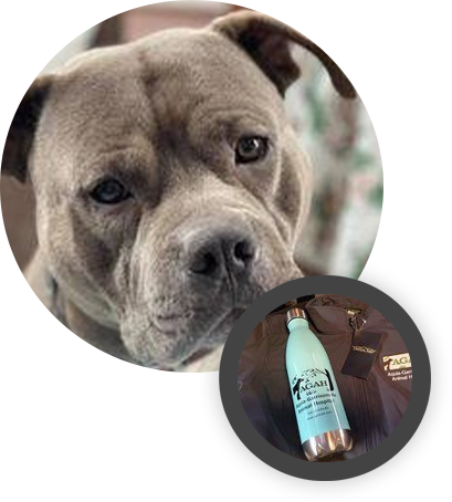 A close-up of a gray dog with a serious expression, alongside an image inset that contains a white bottle labeled "AGARI" and a black booklet. The dog’s ears are slightly perked up and its eyes are alert, as if anticipating a visit to the veterinarian. The background appears to be indoors, possibly a home setting.