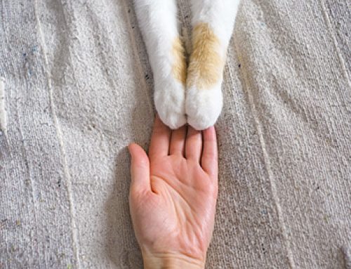 “Paw Parents”: Volume 1