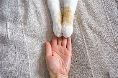 A close-up of a human hand and two cat paws touching on a textured beige fabric. The human hand faces up with the cat paws gently resting on top, creating a heartwarming and symbolic gesture of connection between human and pet—an image any veterinarian would cherish.